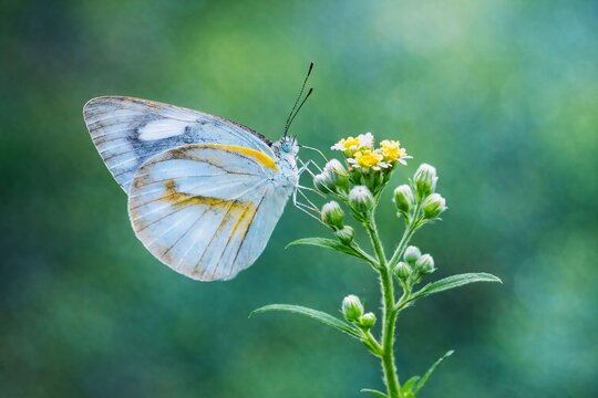 Close up of a female Striped Albatross butterfly (Appias libythea or Appias olferna) perched on a wildflower