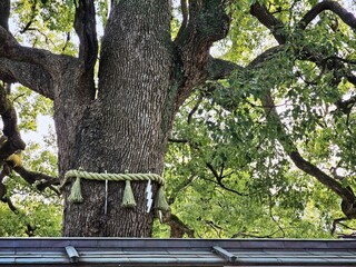 Sacred Shinto Tree with Shimenawa Rope and Shide at a Japanese Shrine.