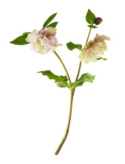 Fototapeta premium Sprig with two pink fluffy helleborus flowers and leaves isolated on white or transparent background