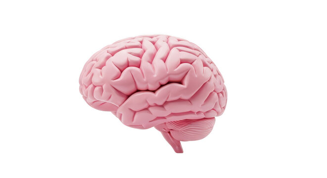 Human brain 3d model pink color isolated on transparent background