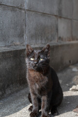 Obraz premium 座って見つめる可愛い子猫 
