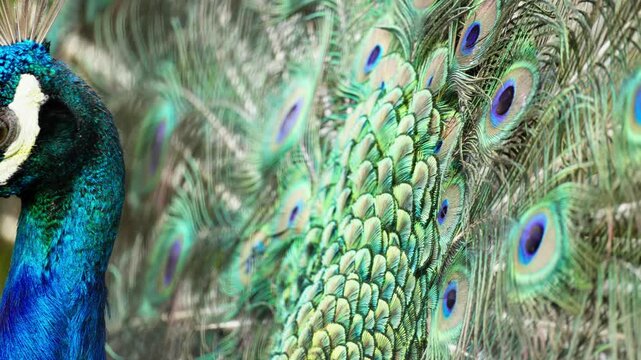 Close Up Detail of Peacock Tail Feathers in Full Display