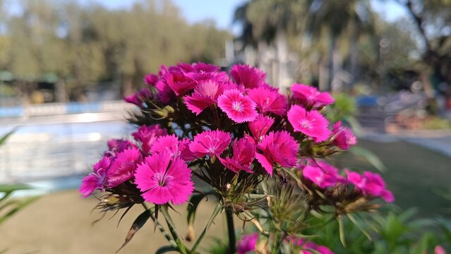 Red Carnation Dianthus flowers in Garden