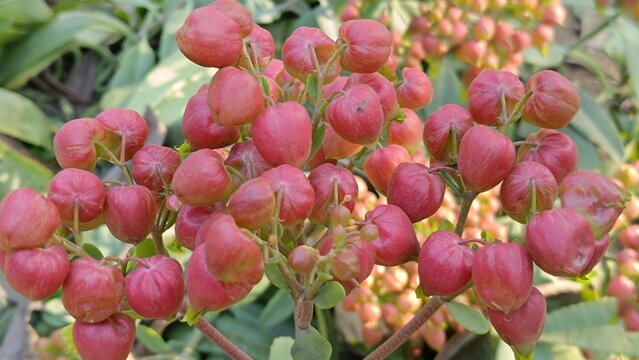Bud of Bryophyllum plant , Hypericum Berry Flower Red in Bulk. Filler Flower . Hypericum Red