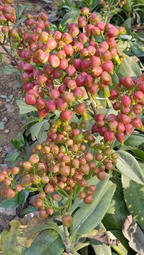Bud of Bryophyllum plant , Hypericum Berry Flower Red in Bulk. Filler Flower . Hypericum Red