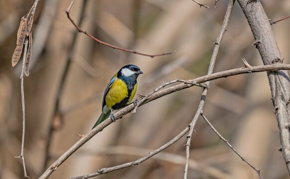 Great Tit (Parus major) is a common species in Asia and Europe. They are found in parks, gardens, and woodlands.