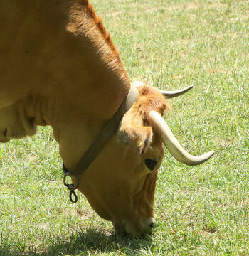Portuguese Cachena bull grazing on green grass in a sunny field with a clear blue sky above