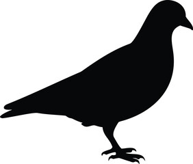 Fototapeta premium A stark silhouette of a common pigeon standing in profile facing right