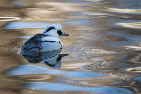 ミコアイサゆらぎ