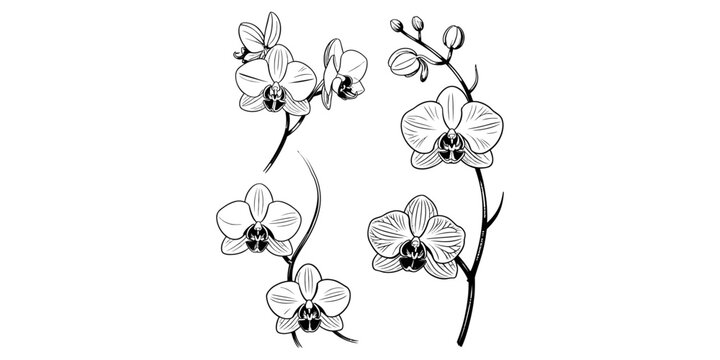 Detailed black and white hand drawn sketch of elegant orchid blossoms on curved stems