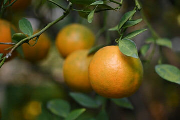 Close-up of ripe oranges hangs from leafy branches in a lush orchard, glowing in natural daylight and reflecting a fresh, healthy harvest scene.