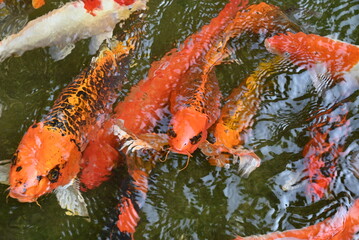 A group of colorful koi fish swim gracefully in a clear garden pond, their vibrant patterns creating gentle ripples and a calm, zen-like atmosphere.