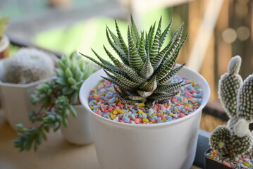 A compact haworthia succulent with striped green leaves grows in a white pot filled with colorful pebbles, set on a bright windowsill with soft natural light and a cozy indoor plant scene.