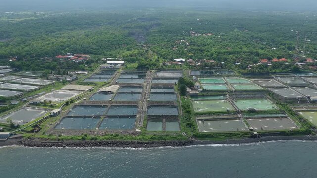 Drone footage capturing an extensive network of rectangular aquaculture ponds for shrimp and prawn farming, situated along the coastline with a lush green tropical forest in the background