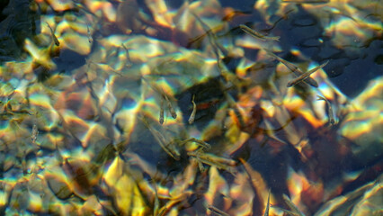 澄んだ水の中を泳ぐ稚魚