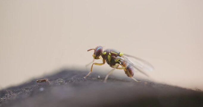 Detailed macro of an Oriental Fruit Fly grooming itself while perched on a dark, textured surface.