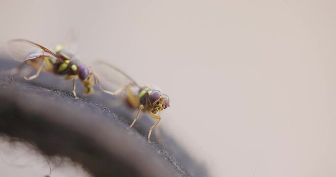 Oriental Fruit flies competitive behaviour, two insects kicking each other for feeding territory.