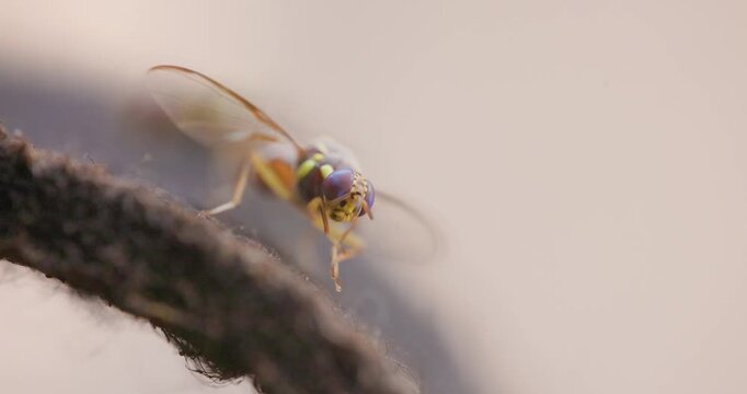Oriental Fruit Fly grooming legs in a front-facing macro; bulging eyes stare at the camera.