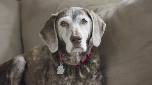 A German shorthair pointer stares down the camera.