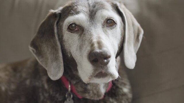 A senior dog yawns to camera in slow motion.