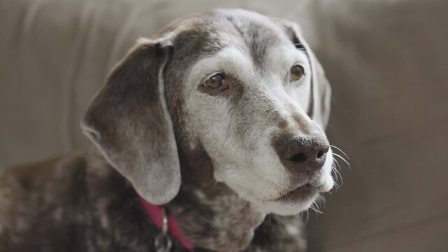 Slow Mo clip of an old hunting dog resting on a couch.