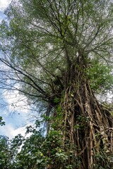 Fototapeta premium Fatu Hiva, the Wild Soul of the Marquesas