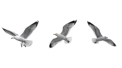 Obraz premium Seagull in Mid-Flight, Side View, Monochrome Sky, isolated on transparent background