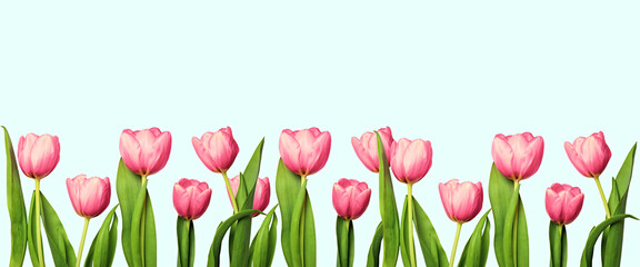 Bright pink tulips with green leaves form a floral border along the bottom of a pastel blue background, perfect for spring designs.