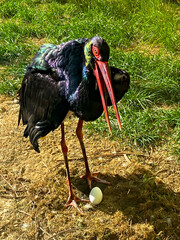 Rare black stork standing on grass beside an egg, showcasing wildlife, nesting behavior, and conservation themes in a natural outdoor environment.