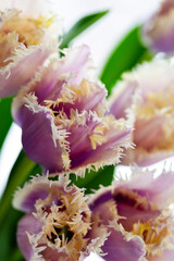 Elegant close-up of fringed tulips in soft purple and pink tones with delicate petals and fresh green leaves, perfect for spring, romantic, and botanical design concepts.