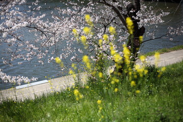 河畔のセイヨウカラシナと桜