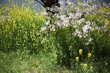 河畔のセイヨウカラシナと桜