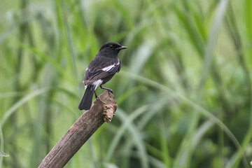 An Oriental Magpie-Robin and Green Background