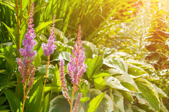 Astilbe chinensis flowers in the garden. Also known as False Spirea Astilbe chinensis