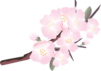 春の桜の花びら