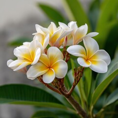 Obraz premium Bright plumeria blossoms in full bloom surrounded by lush green leaves