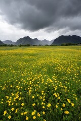 Fototapeta premium Dramatic sky over yellow wildflower field with mountain backdrop