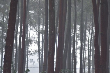 Mysterious pine forest with tall vertical tree trunks disappearing into thick white mist and fog