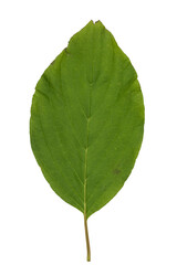 Obraz premium Dogwood Green Leaf Isolated on White Background.