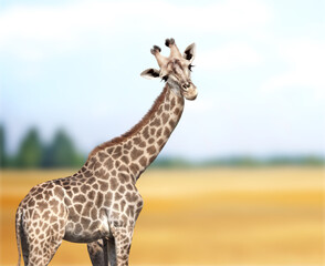 Cute curiosity giraffe on summer landscape background. The giraffe looks interested. Animal stares interestedly. Beautiful scenic with giraffe
