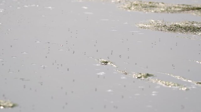 closeup mosquitos flying over fresh water pond, larves of parasite polluting water, slow-motion