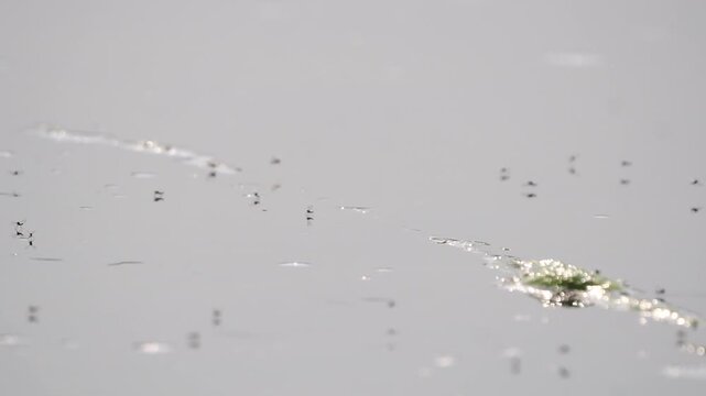 mosquitos flying over fresh water pond, larve of parasite polluting water, slow-motion