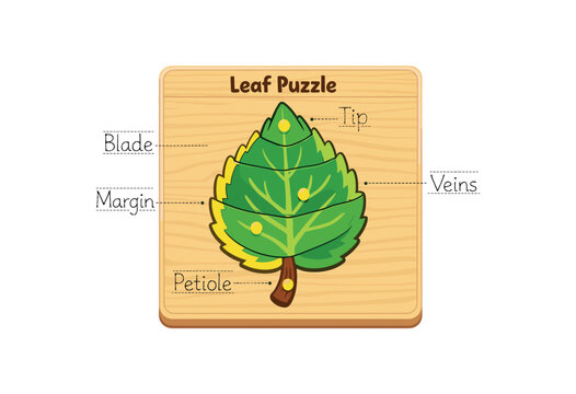 wooden inset puzzle of leaf with parts labeled child tracing shape botany Montessori material clean shapes. colored flat icon vector illustration