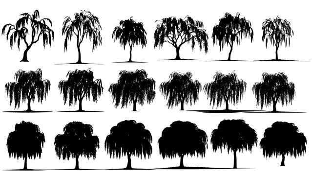 Elegant vector set of black willow tree silhouettes with flowing branches and natural shapes, perfect for landscape designs, nature themes, and minimalist creative projects.