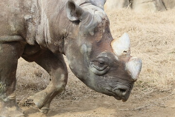 Fototapeta premium ヒガシクロサイ