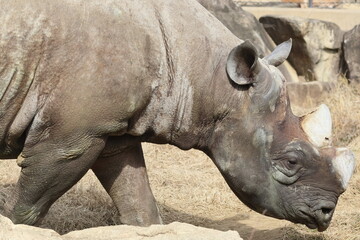 Obraz premium ヒガシクロサイ