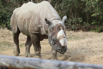 Obraz premium ヒガシクロサイ