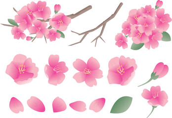 春の桜の花びら