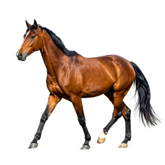Obraz premium A beautiful chestnut brown horse stallion standing isolated on a white background, representing a majestic equine farm animal with a sleek mane
