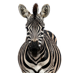 Naklejka premium A portrait of a wild striped zebra, a majestic African mammal and herbivore, showing its black and white pattern isolated on a white background for a safari or nature zoo theme